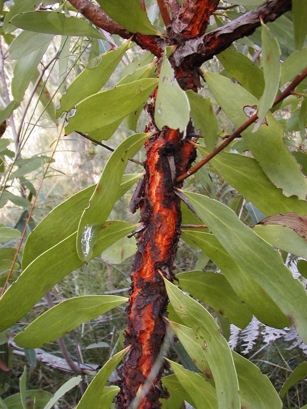 Persoonia levis (Broad-leaf Geebung) (alternate view 6)