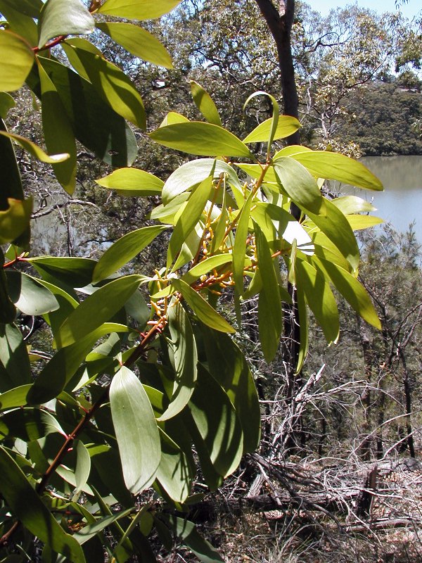 Persoonia levis (Broad-leaf Geebung) (alternate view 7)