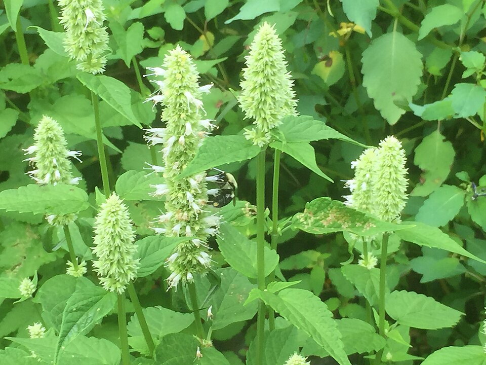 Agastache (Hyssops) (alternate view 6)