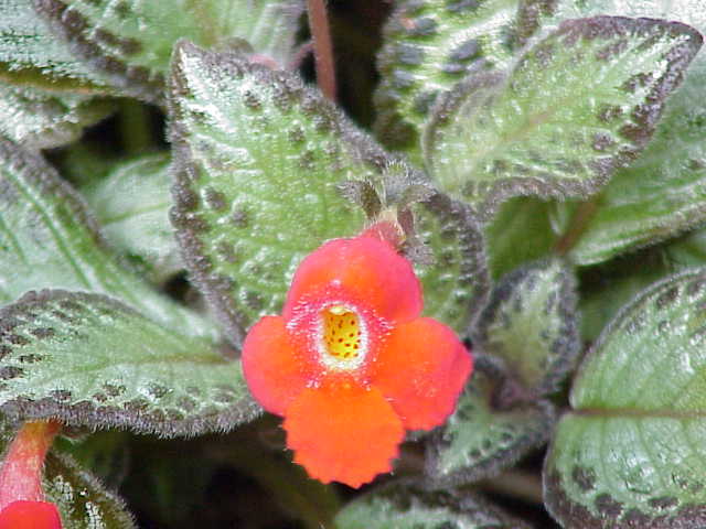 Episcia cupreata (Episcia Flame Violet) (alternate view 10)
