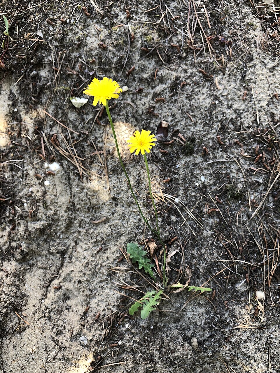 Hypochaeris (Cat's-Ears) (alternate view 7)