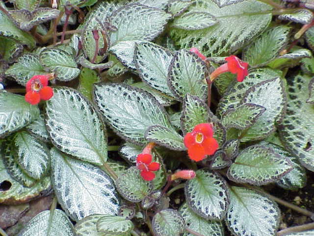 Episcia cupreata (Episcia Flame Violet) (alternate view 11)
