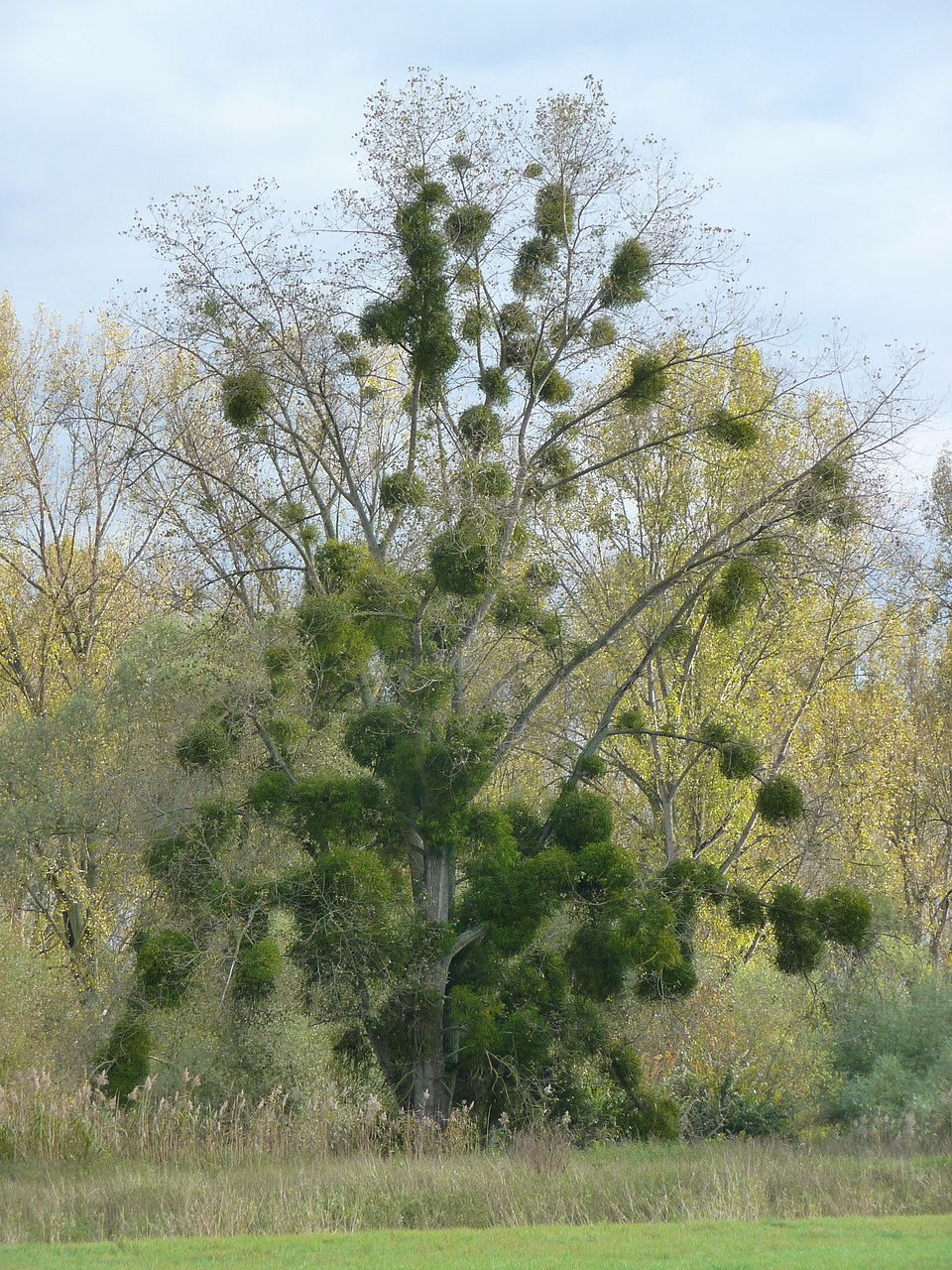 Viscum album (European mistletoe)