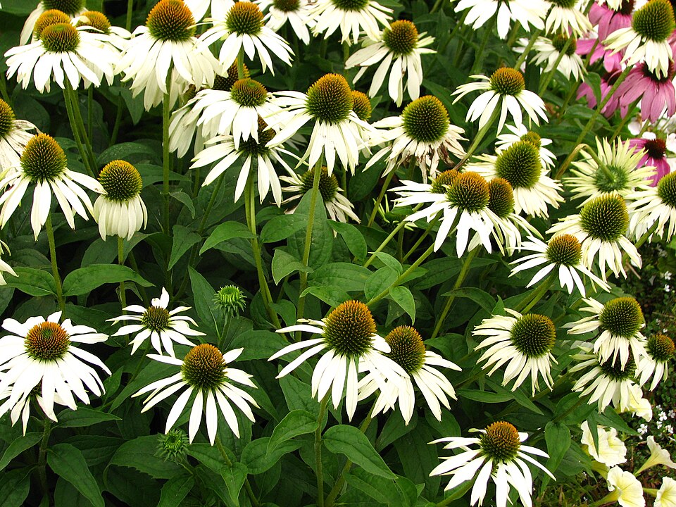 Echinacea purpurea 'White Swan' (White Swan Coneflower) (alternate view 5)