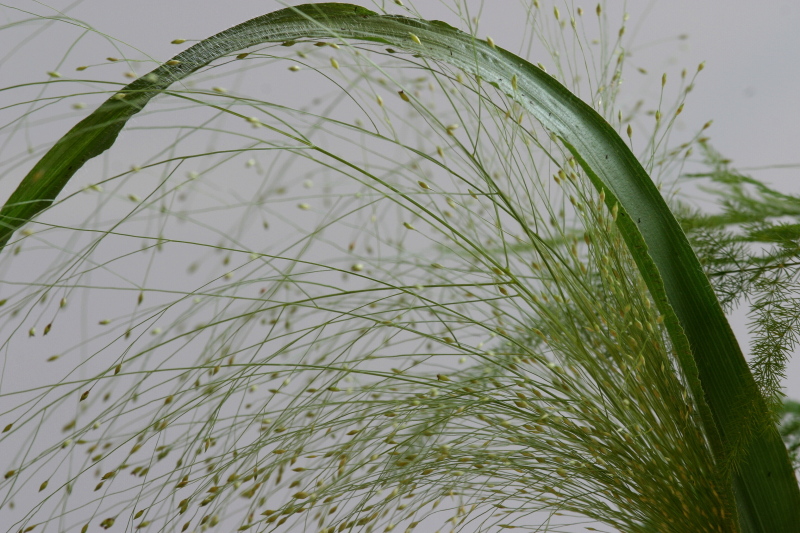 Panicum capillare (witch grass) (alternate view 2)