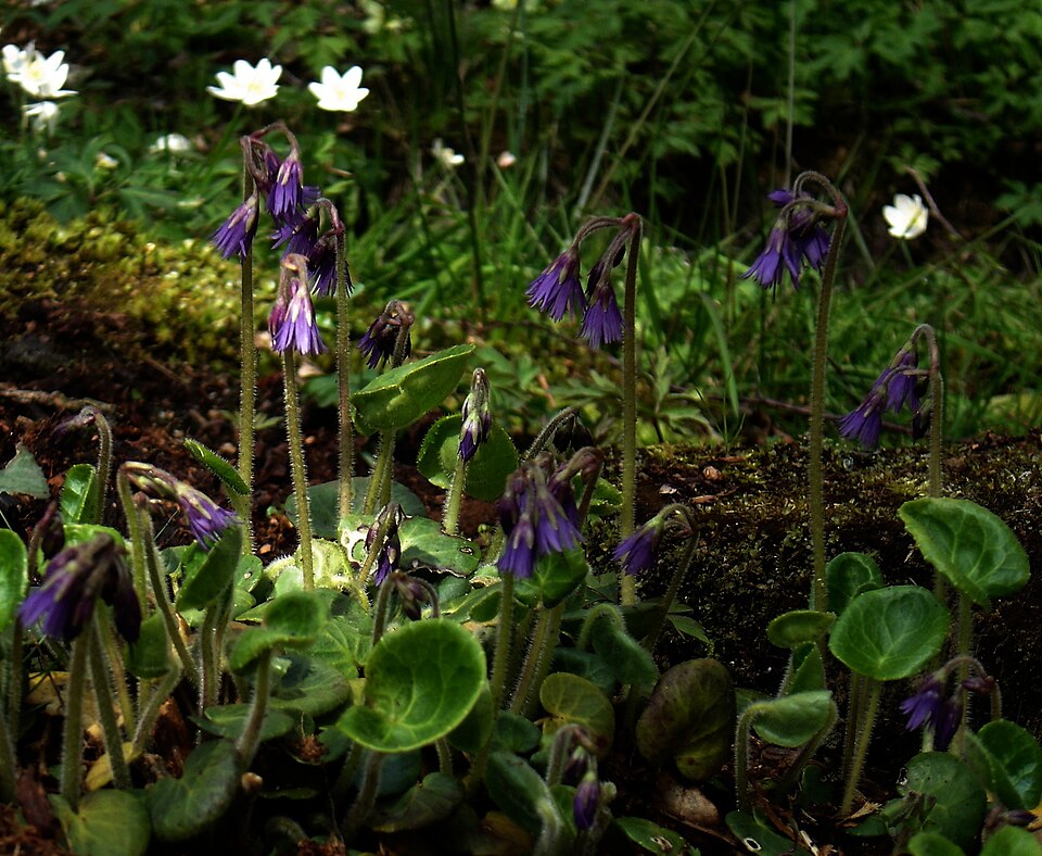 Soldanella villosa (Hairy Snowbell) (alternate view 6)