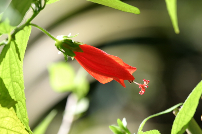 Malvaviscus arboreus (Turk's cap)