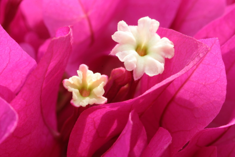Bougainvillea × buttiana (garden bougainvillea)