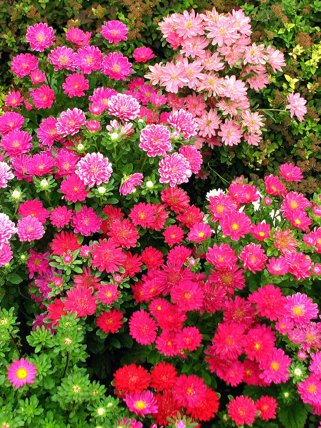 Callistephus chinensis, China aster — upright deciduous (Asteraceae) (image 7 of 10)