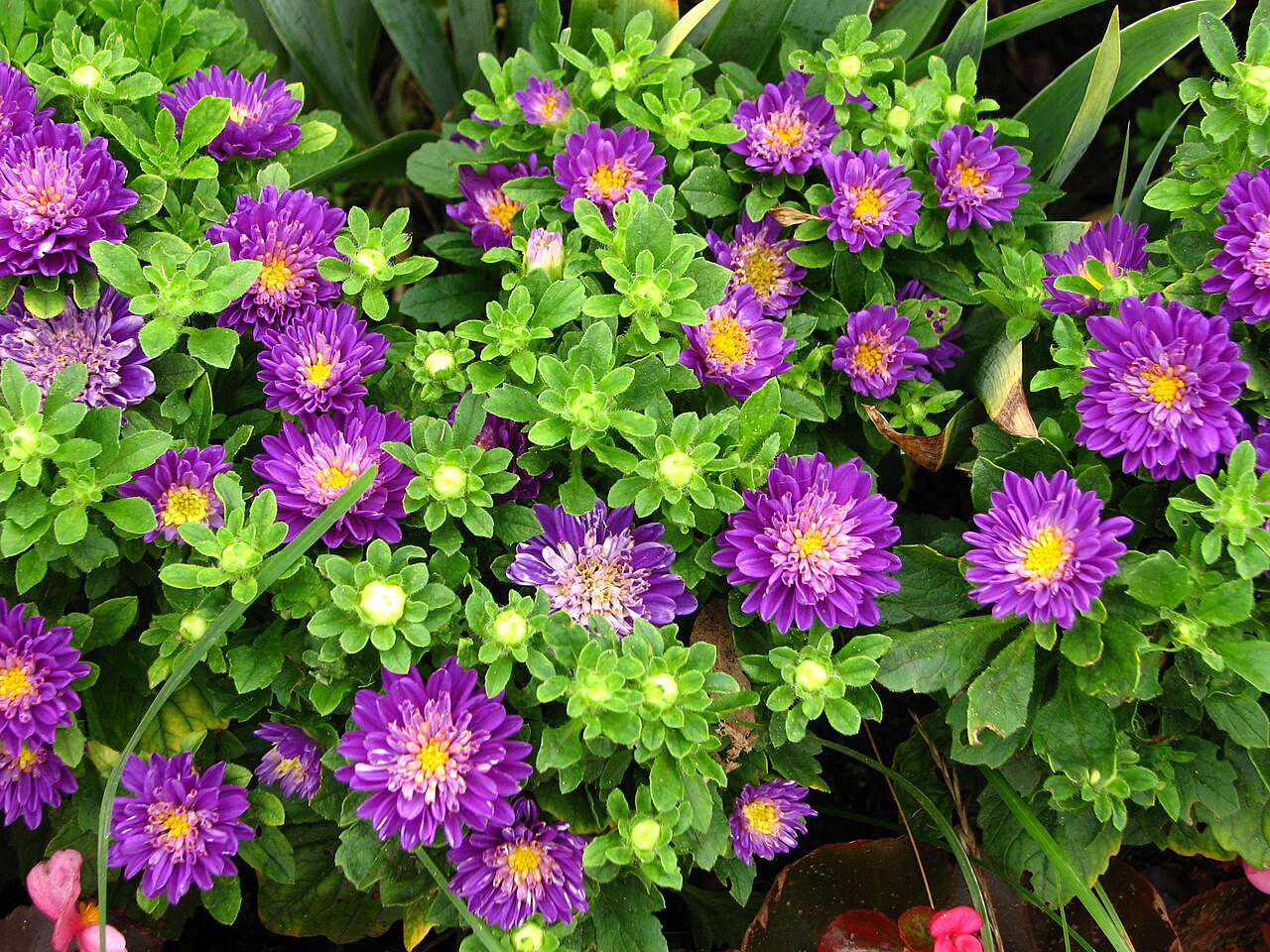 Callistephus chinensis, China aster — upright deciduous (Asteraceae) (image 8 of 10)