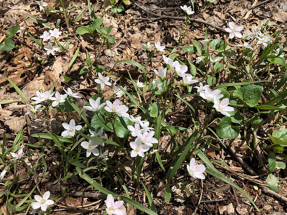 Claytonia virginica (Virginia Springbeauty)