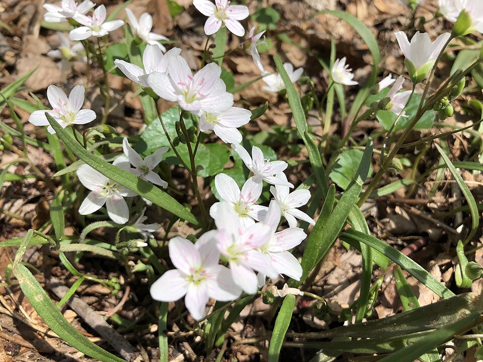 Claytonia virginica (Virginia Springbeauty)