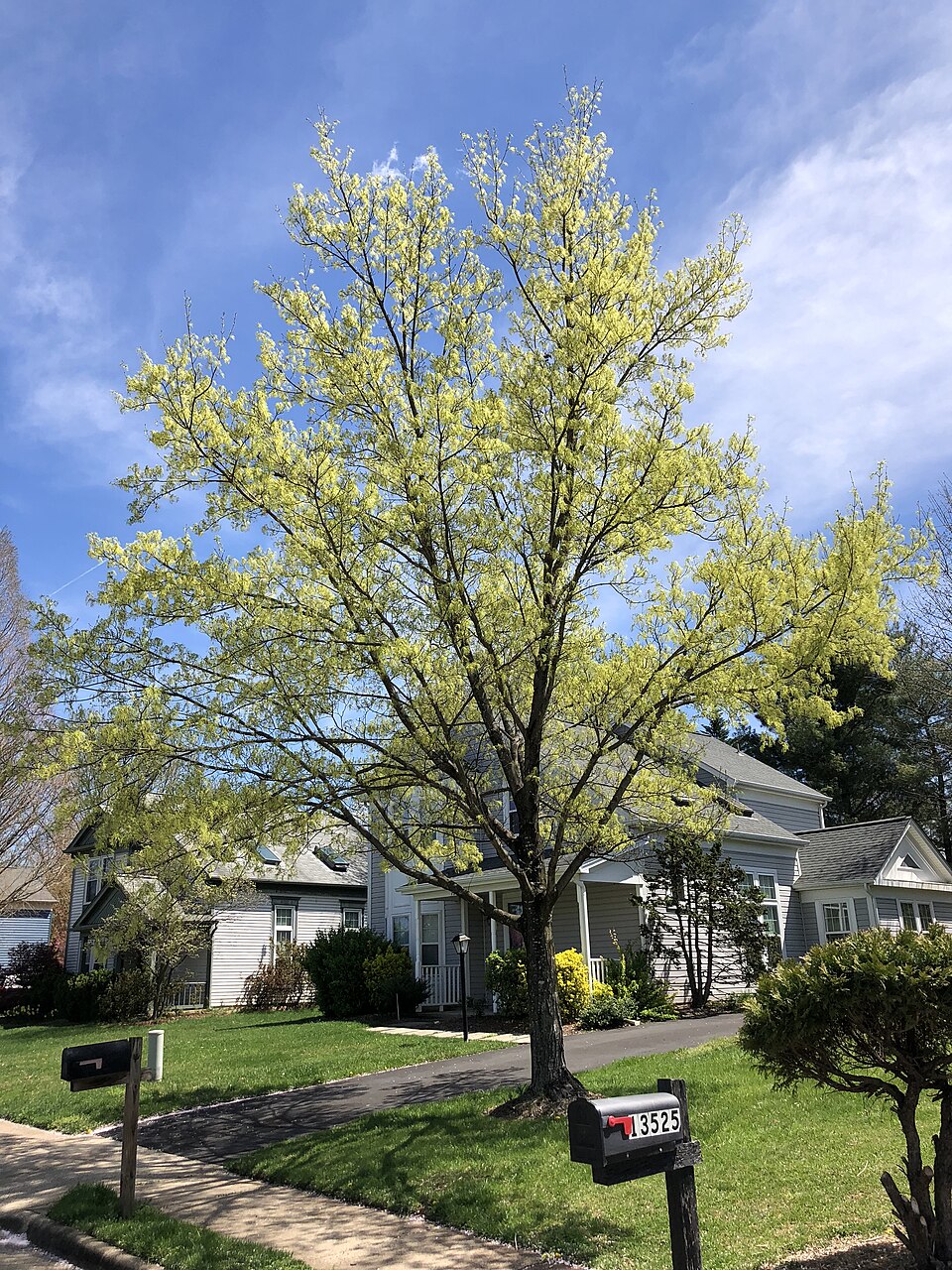 Acer saccharum (sugar maple) (alternate view 5)