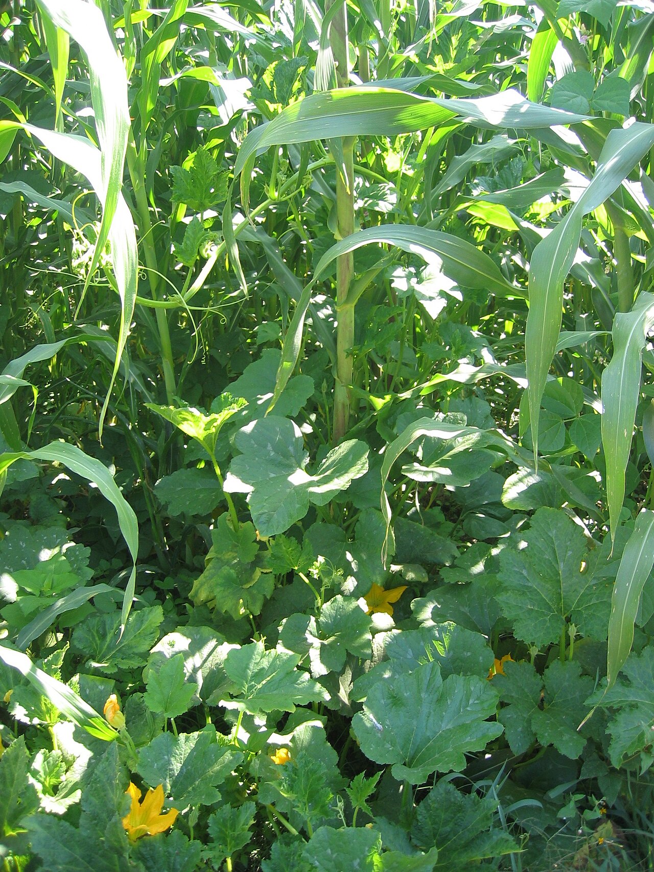 Phaseolus vulgaris, Common bean — upright deciduous (Fabaceae) (image 1 of 7)