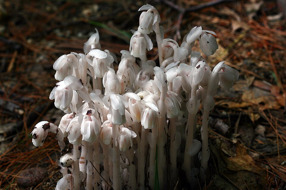 Monotropa uniflora (Ghost Pipe)