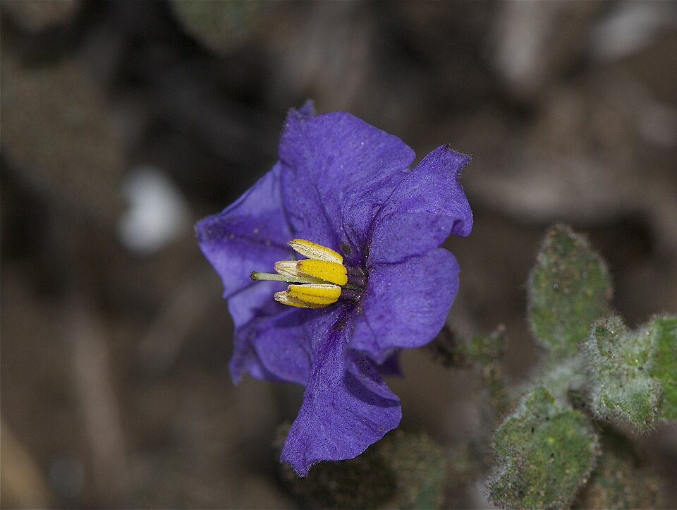 Solanum xanti (purple nightshade) (alternate view 2)