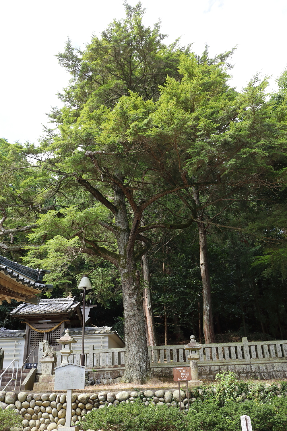Tsuga sieboldii, Southern Japanese hemlock — upright evergreen (Pinaceae) (image 3 of 10)