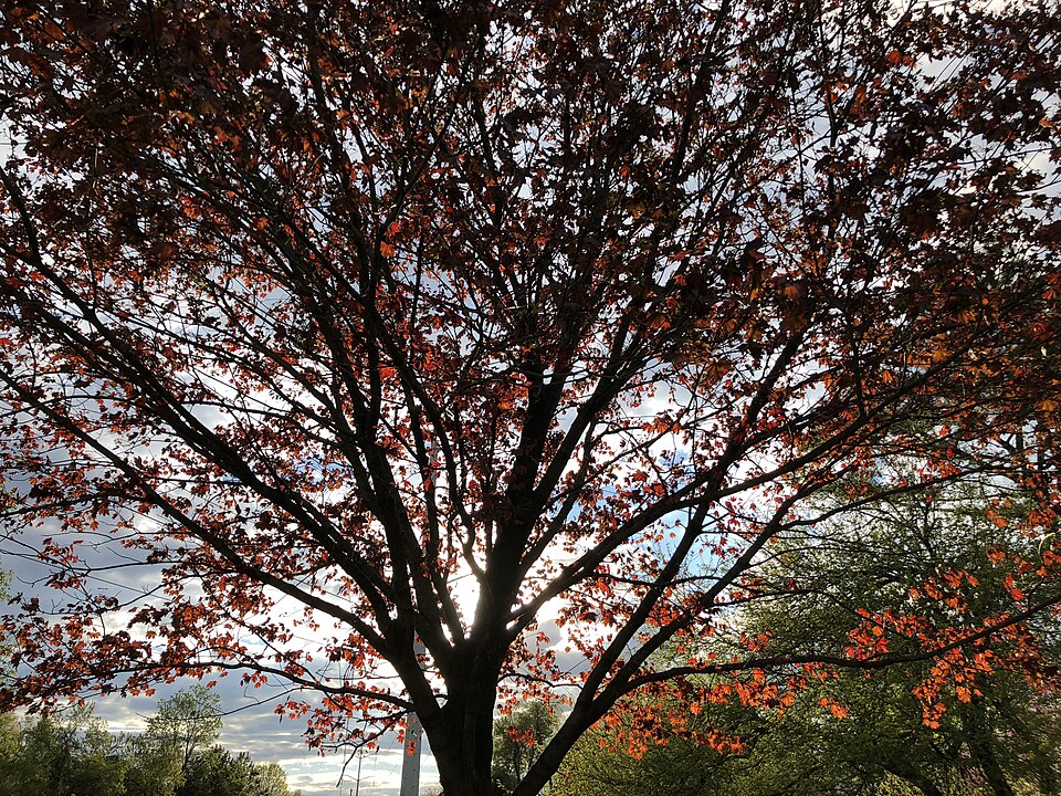 Acer platanoides 'Crimson King' (Crimson King maple) (alternate view 5)