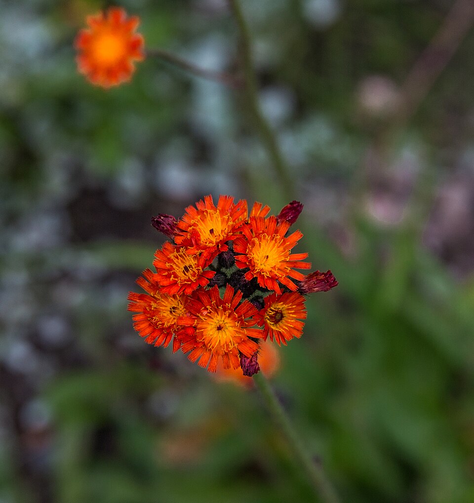 Pilosella (mouse-ear hawkweeds) (alternate view 7)