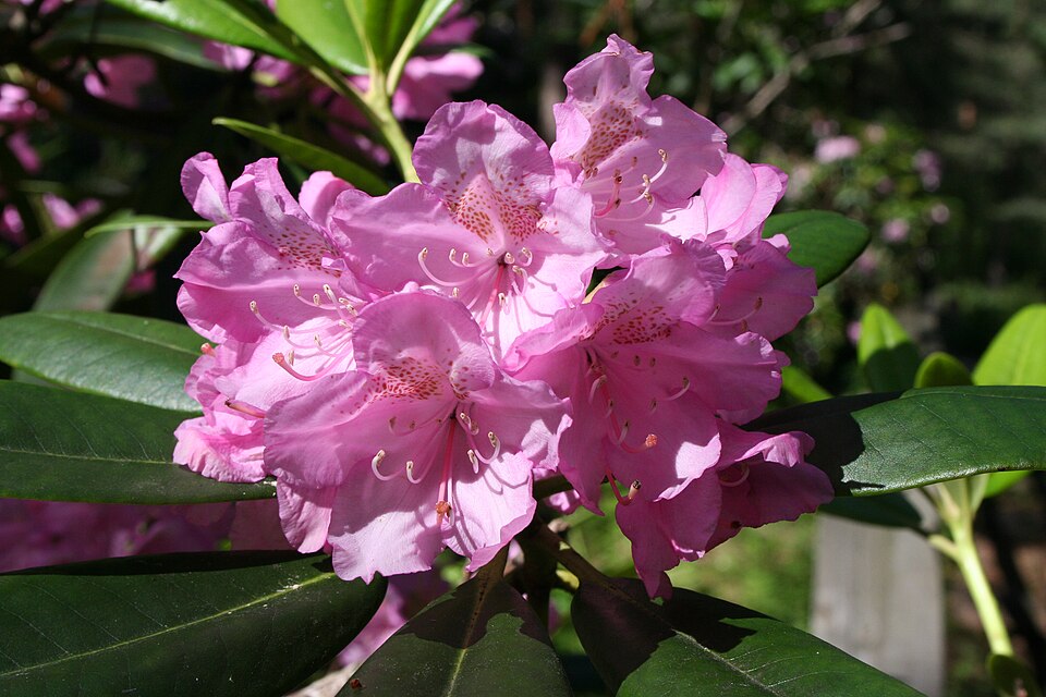 Rhododendron (rhododendrons and azaleas) (alternate view 3)