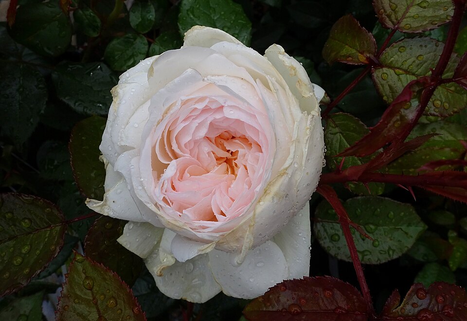 Rosa 'Bolero' (Bolero Rose) (alternate view 3)