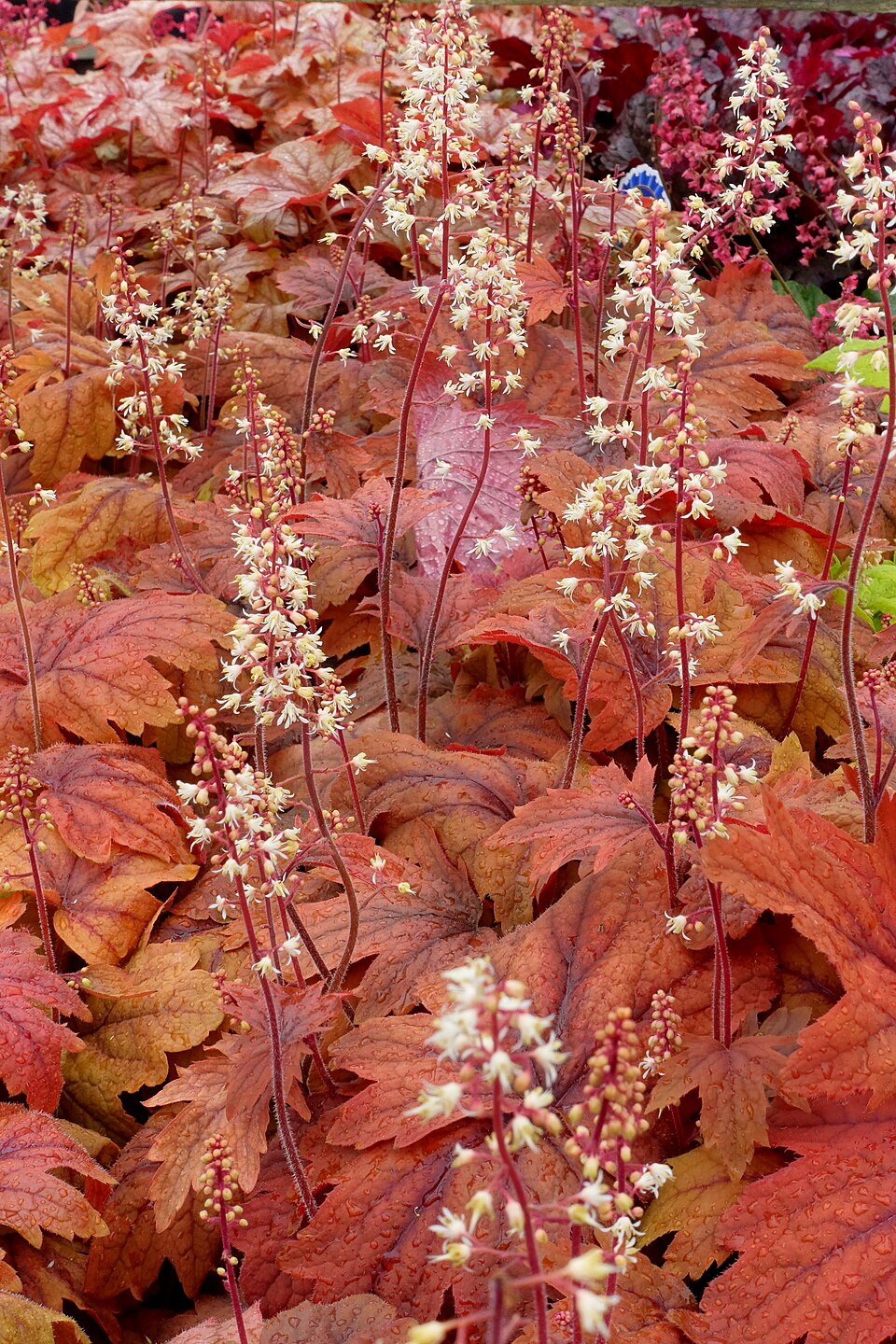 Heucherella × 'Sweet Tea' (Sweet Tea Foamy Bells)