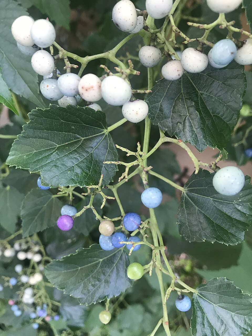 Ampelopsis glandulosa (Porcelain Berry)