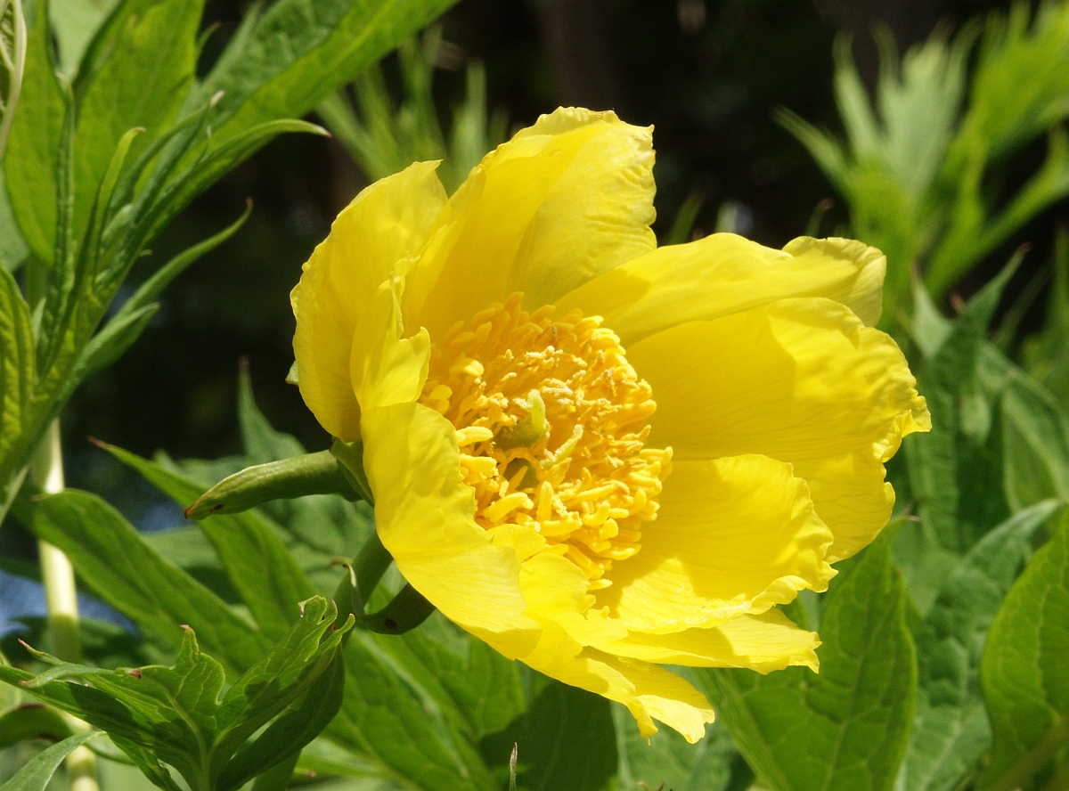 Paeonia ludlowii (Ludlow's Tree Peony)