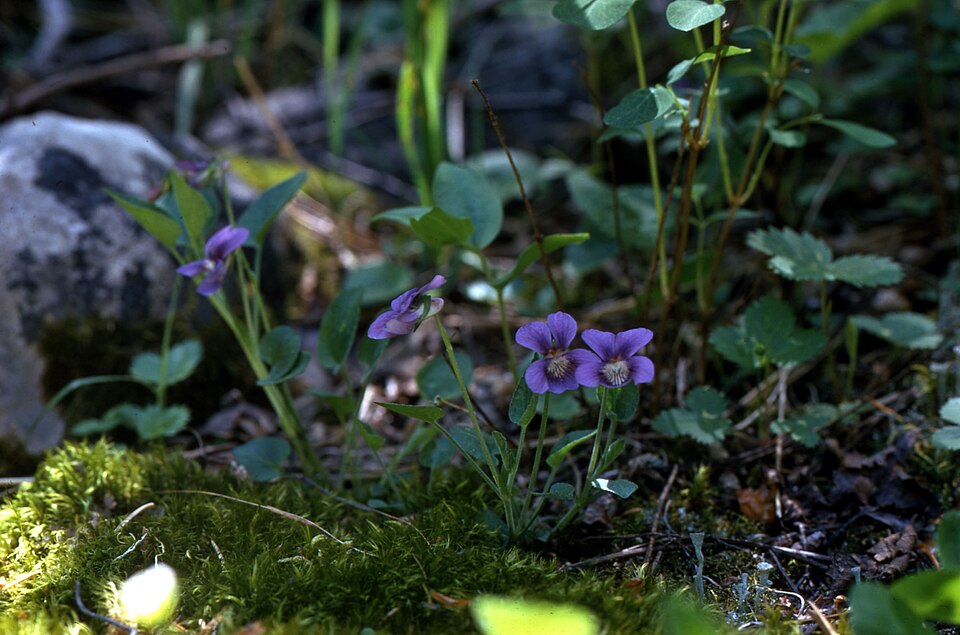 Viola rostrata (Long-spurred violet) (alternate view 10)