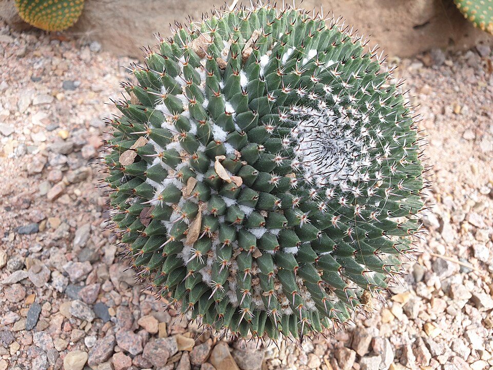 Cochemiea grahamii (Graham's nipple cactus) (alternate view 6)