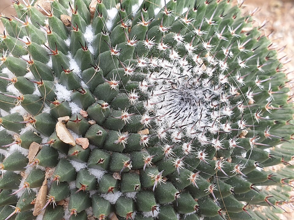 Cochemiea grahamii (Graham's nipple cactus) (alternate view 7)