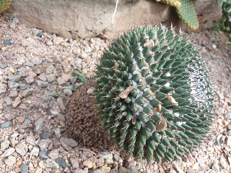 Cochemiea grahamii (Graham's nipple cactus) (alternate view 8)