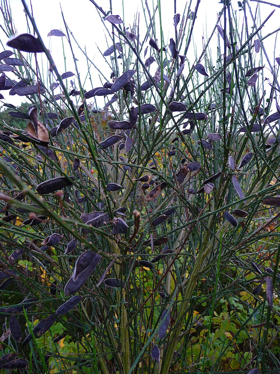 Cytisus scoparius (Scotch broom) (alternate view 5)