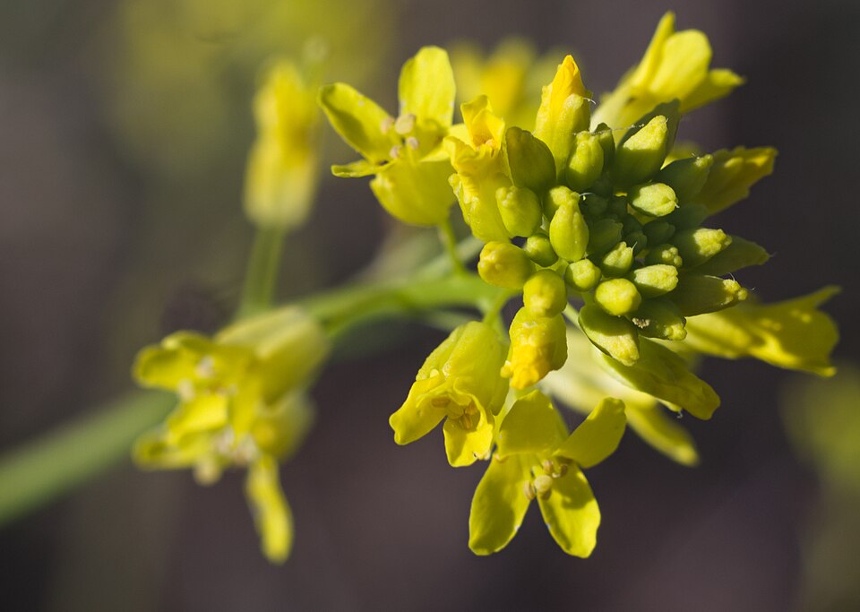Diplotaxis (Wall-Rockets) (alternate view 2)