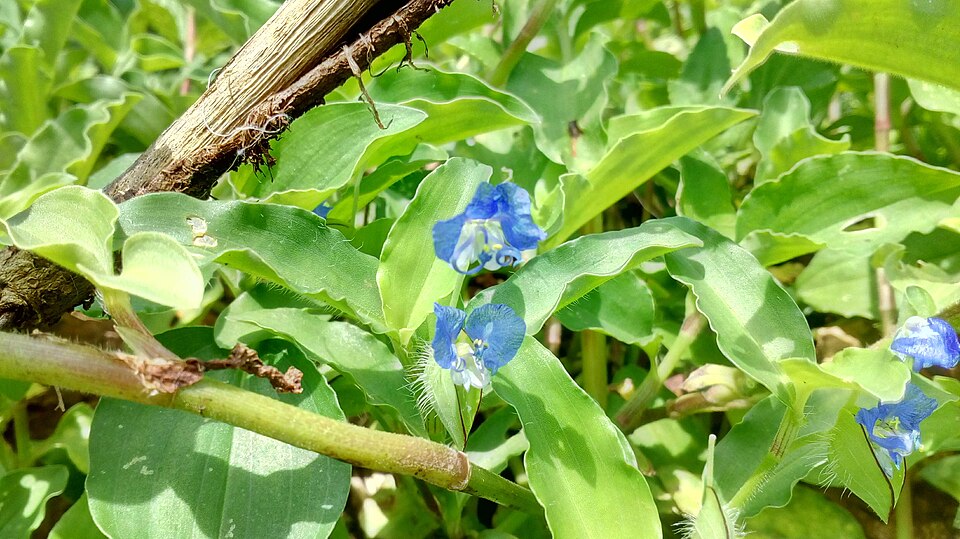 Commelina (dayflowers) (alternate view 3)
