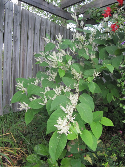 Reynoutria japonica (Japanese knotweed)