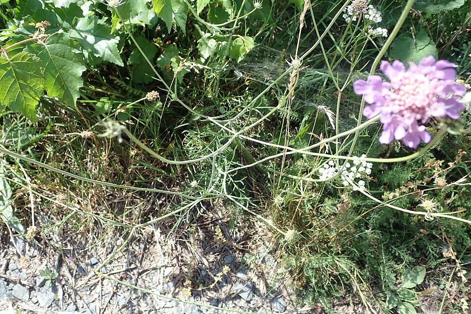 Knautia (alternate view 6)