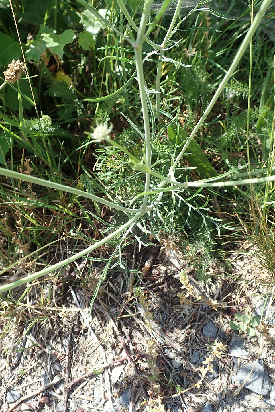 Knautia (alternate view 7)