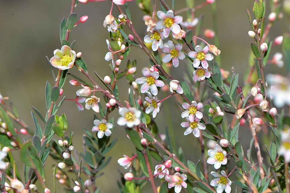Phyllanthus calycinus (False Boronia) (alternate view 8)