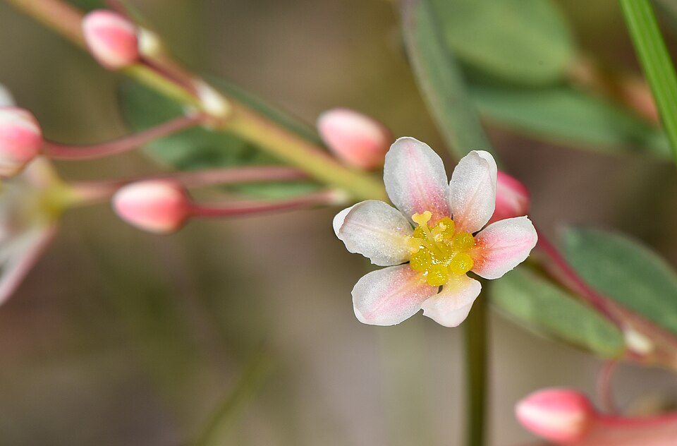 Phyllanthus calycinus (False Boronia) (alternate view 9)