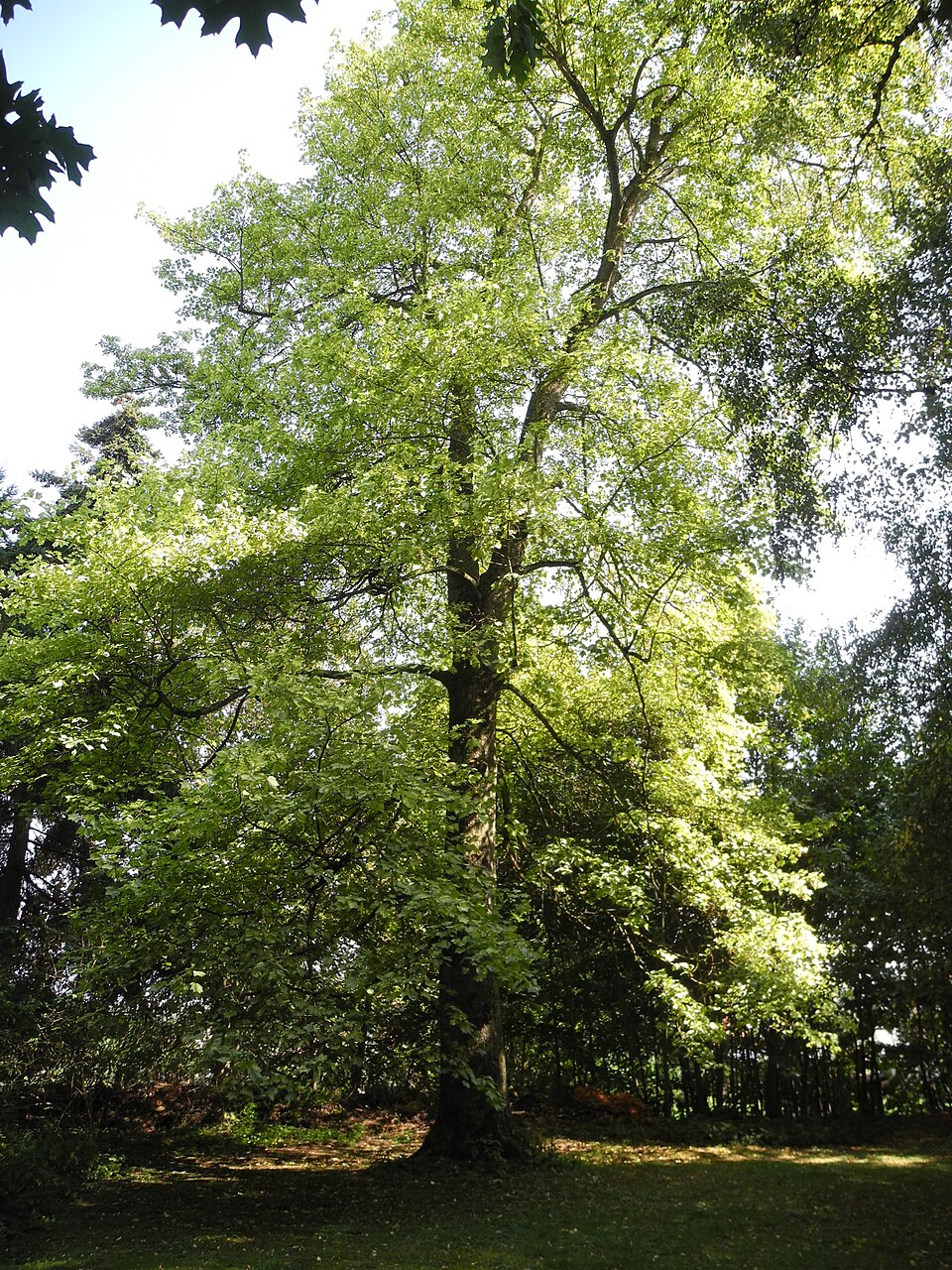 Acer pseudoplatanus 'Leopoldii' (Leopoldii Sycamore Maple) (alternate view 3)