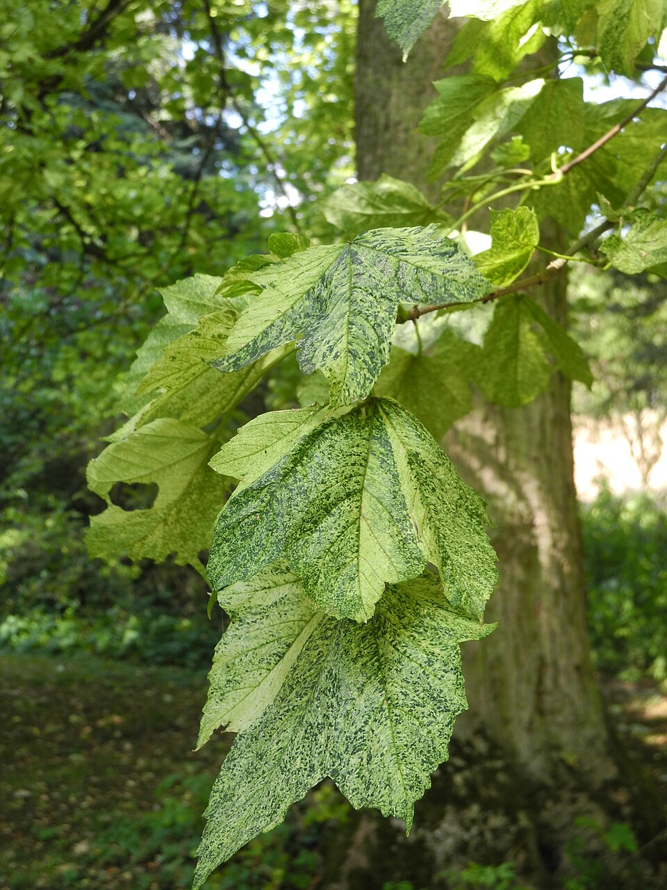 Acer pseudoplatanus 'Leopoldii' (Leopoldii Sycamore Maple) (alternate view 4)