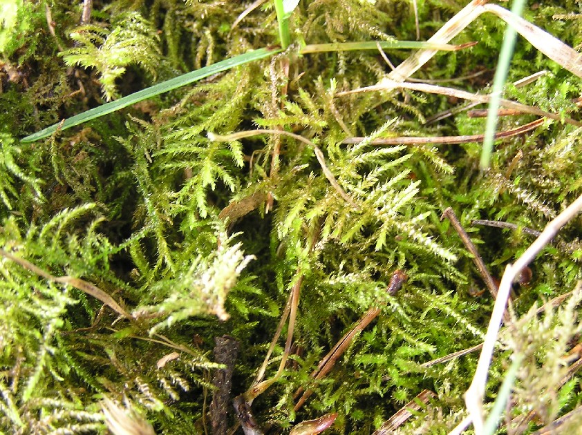 Kindbergia praelonga (Common Feather-moss)