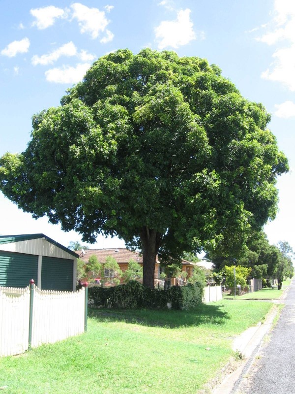 Flindersia australis (Crows Ash) (alternate view 3)