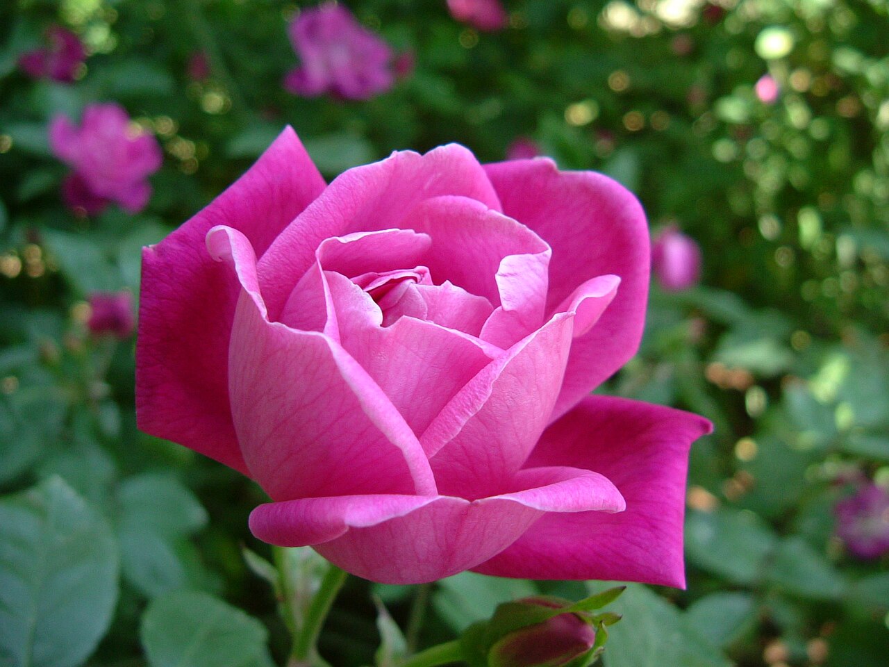 Rosa chinensis, China rose — upright semi-evergreen (Rosaceae) (image 1 of 9)