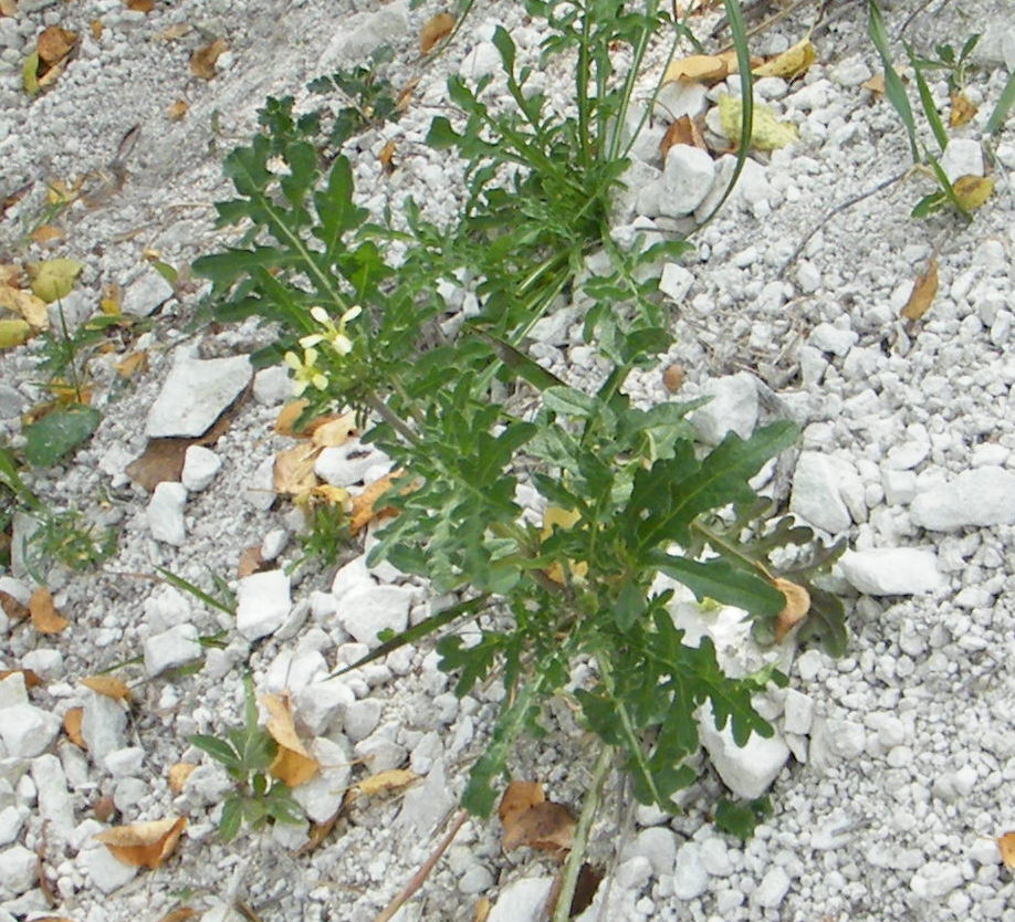 Diplotaxis (Wall-Rockets) (alternate view 3)