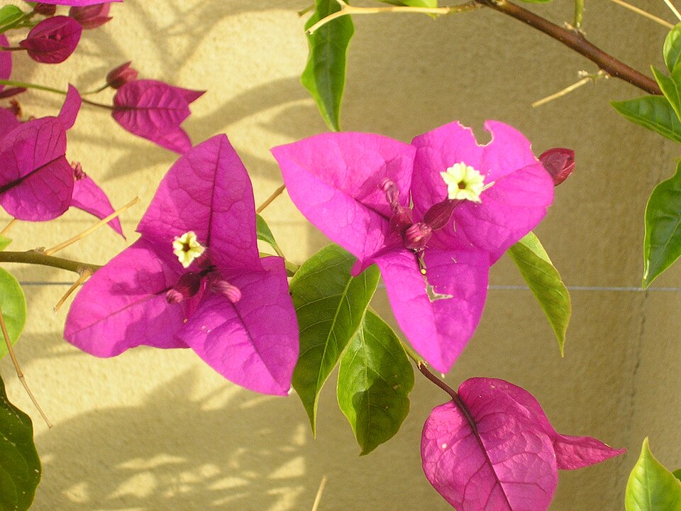 Bougainvillea spectabilis (Bougainvillea) (alternate view 5)