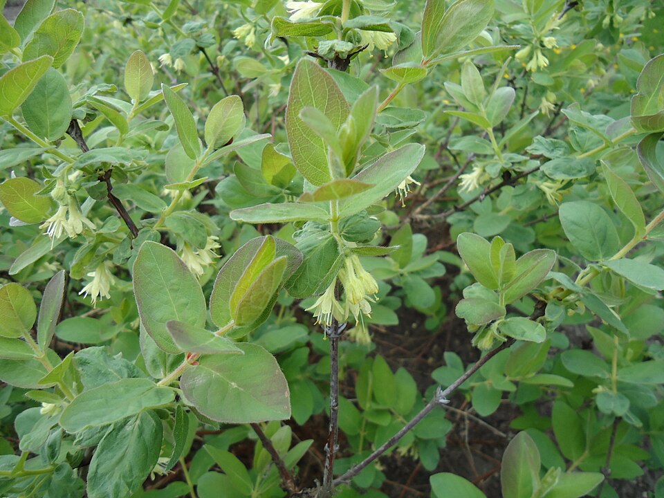 Vaccinium corymbosum (blueberry) (alternate view 7)
