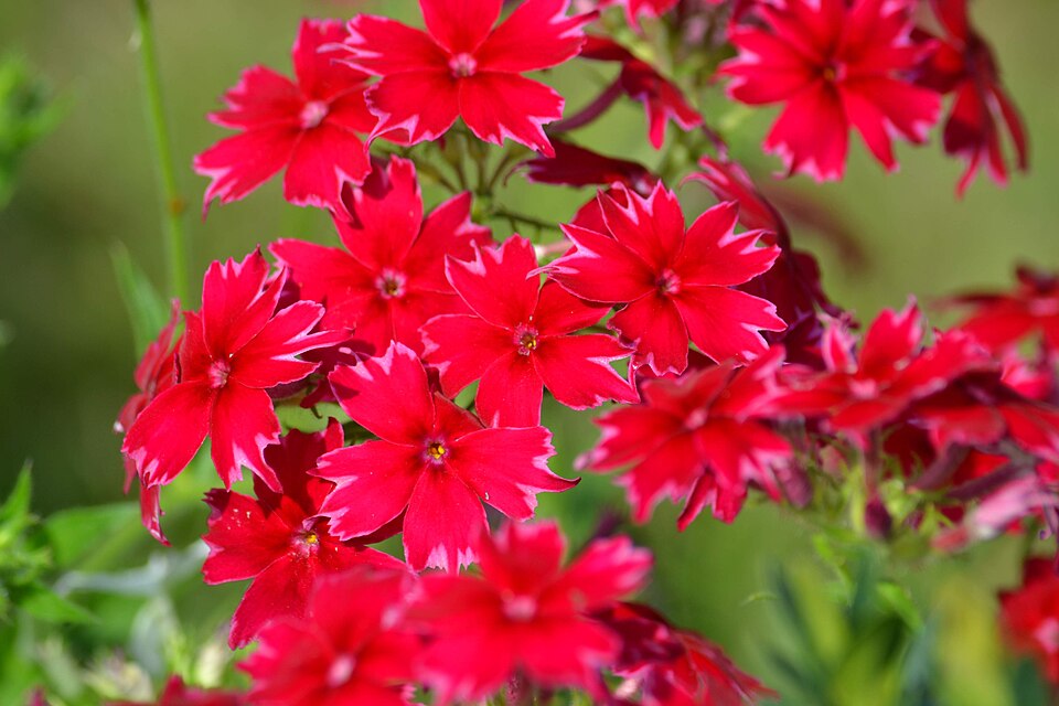 Phlox drummondii (Drummond's phlox) (alternate view 10)