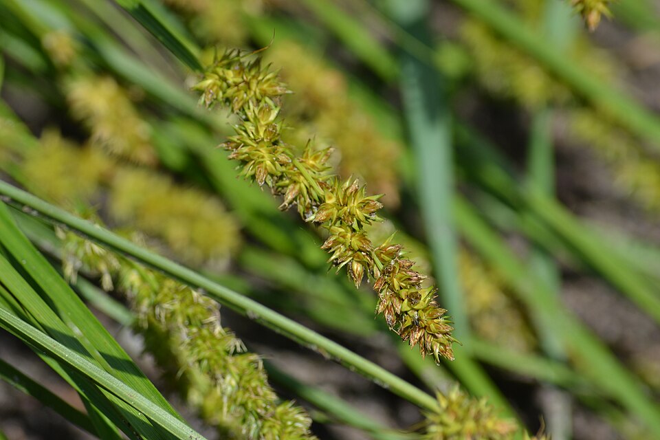Carex vulpina (fox sedge) (alternate view 6)